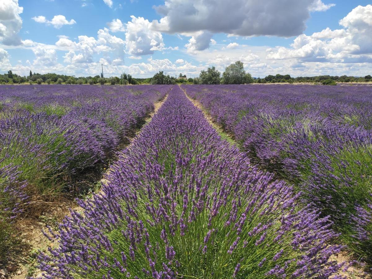 Bed and Breakfast Les Champs De Provence La Baume-de-Transit Экстерьер фото